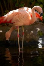 A pink flamingo in The Westin Maui hotel courtyard, Maui, Hawai'i, 2007.
Filename: SRM_20071218_1352037.jpg
Aperture: f/2.8
Shutter Speed: 1/1000
Body: Canon EOS-1D Mark II
Lens: Canon EF 300mm f/2.8 L IS