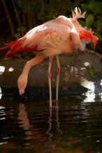 A pink flamingo in The Westin Maui hotel courtyard, Maui, Hawai'i, 2007.
Filename: SRM_20071218_1352128.jpg
Aperture: f/2.8
Shutter Speed: 1/1000
Body: Canon EOS-1D Mark II
Lens: Canon EF 300mm f/2.8 L IS