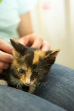 New kittens, Smokey and Daisy, from the Humane Society.
Filename: SRM_20080509_1853489.jpg
Aperture: f/2.8
Shutter Speed: 1/60
Body: Canon EOS-1D Mark II
Lens: Canon EF 16-35mm f/2.8 L