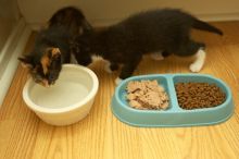 New kittens, Smokey and Daisy, from the Humane Society.
Filename: SRM_20080509_1854420.jpg
Aperture: f/2.8
Shutter Speed: 1/60
Body: Canon EOS-1D Mark II
Lens: Canon EF 16-35mm f/2.8 L