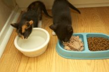 New kittens, Smokey and Daisy, from the Humane Society.
Filename: SRM_20080509_1854481.jpg
Aperture: f/2.8
Shutter Speed: 1/60
Body: Canon EOS-1D Mark II
Lens: Canon EF 16-35mm f/2.8 L