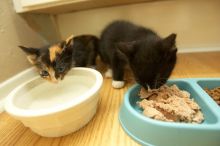 New kittens, Smokey and Daisy, from the Humane Society.
Filename: SRM_20080509_1855022.jpg
Aperture: f/2.8
Shutter Speed: 1/60
Body: Canon EOS-1D Mark II
Lens: Canon EF 16-35mm f/2.8 L