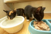 New kittens, Smokey and Daisy, from the Humane Society.
Filename: SRM_20080509_1855063.jpg
Aperture: f/2.8
Shutter Speed: 1/60
Body: Canon EOS-1D Mark II
Lens: Canon EF 16-35mm f/2.8 L
