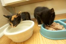New kittens, Smokey and Daisy, from the Humane Society.
Filename: SRM_20080509_1855284.jpg
Aperture: f/2.8
Shutter Speed: 1/60
Body: Canon EOS-1D Mark II
Lens: Canon EF 16-35mm f/2.8 L