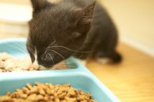 New kittens, Smokey and Daisy, from the Humane Society.
Filename: SRM_20080509_1900185.jpg
Aperture: f/2.8
Shutter Speed: 1/60
Body: Canon EOS-1D Mark II
Lens: Canon EF 16-35mm f/2.8 L