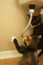 New kittens, Smokey and Daisy, from the Humane Society.
Filename: SRM_20080509_1914325.jpg
Aperture: f/2.8
Shutter Speed: 1/60
Body: Canon EOS-1D Mark II
Lens: Canon EF 16-35mm f/2.8 L