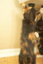 New kittens, Smokey and Daisy, from the Humane Society.
Filename: SRM_20080509_1914346.jpg
Aperture: f/2.8
Shutter Speed: 1/60
Body: Canon EOS-1D Mark II
Lens: Canon EF 16-35mm f/2.8 L