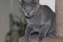 1020409145

Filename: SRM_20050704_121038_8.jpg
Aperture: f/5.6
Shutter Speed: 1/250
Body: Canon EOS 20D
Lens: Canon EF 80-200mm f/2.8 L