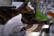 1020409145

Filename: srm_20050618_185836_3_std.jpg
Aperture: f/7.1
Shutter Speed: 1/200
Body: Canon EOS 20D
Lens: Canon EF 50mm f/1.8 II