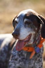 Portraits of the Terranova family, including Meredith, Paul, Daisy, and Flyer.
Filename: SRM_20081207_15165710.jpg
Aperture: f/2.8
Shutter Speed: 1/4000
Body: Canon EOS-1D Mark II
Lens: Canon EF 300mm f/2.8 L IS