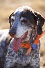 Portraits of the Terranova family, including Meredith, Paul, Daisy, and Flyer.
Filename: SRM_20081207_15165711.jpg
Aperture: f/2.8
Shutter Speed: 1/3200
Body: Canon EOS-1D Mark II
Lens: Canon EF 300mm f/2.8 L IS