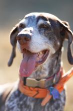 Portraits of the Terranova family, including Meredith, Paul, Daisy, and Flyer.
Filename: SRM_20081207_15170212.jpg
Aperture: f/2.8
Shutter Speed: 1/2500
Body: Canon EOS-1D Mark II
Lens: Canon EF 300mm f/2.8 L IS