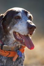 Portraits of the Terranova family, including Meredith, Paul, Daisy, and Flyer.
Filename: SRM_20081207_15170514.jpg
Aperture: f/2.8
Shutter Speed: 1/4000
Body: Canon EOS-1D Mark II
Lens: Canon EF 300mm f/2.8 L IS