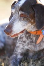 Portraits of the Terranova family, including Meredith, Paul, Daisy, and Flyer.
Filename: SRM_20081207_15171415.jpg
Aperture: f/2.8
Shutter Speed: 1/1600
Body: Canon EOS-1D Mark II
Lens: Canon EF 300mm f/2.8 L IS