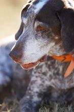 Portraits of the Terranova family, including Meredith, Paul, Daisy, and Flyer.
Filename: SRM_20081207_15171416.jpg
Aperture: f/2.8
Shutter Speed: 1/2500
Body: Canon EOS-1D Mark II
Lens: Canon EF 300mm f/2.8 L IS