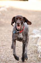 Flyer Terranova running around Floral Park in an attempt to become Austin's fittest dog (for Austin Fit Magazine) on Sunday, January 18, 2009.
Filename: SRM_20090118_16484683.JPG
Aperture: f/5.6
Shutter Speed: 1/400
Body: Canon EOS-1D Mark II
Lens: Canon EF 100-400mm f/4.5-5.6 L IS USM