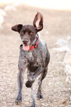 Flyer Terranova running around Floral Park in an attempt to become Austin's fittest dog (for Austin Fit Magazine) on Sunday, January 18, 2009.
Filename: SRM_20090118_16484784.JPG
Aperture: f/5.6
Shutter Speed: 1/320
Body: Canon EOS-1D Mark II
Lens: Canon EF 100-400mm f/4.5-5.6 L IS USM