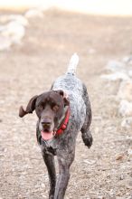 Flyer Terranova running around Floral Park in an attempt to become Austin's fittest dog (for Austin Fit Magazine) on Sunday, January 18, 2009.
Filename: SRM_20090118_16484785.JPG
Aperture: f/5.6
Shutter Speed: 1/400
Body: Canon EOS-1D Mark II
Lens: Canon EF 100-400mm f/4.5-5.6 L IS USM