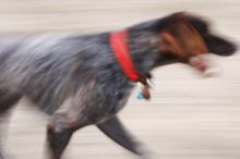 Flyer Terranova running around Floral Park in an attempt to become Austin's fittest dog (for Austin Fit Magazine) on Sunday, January 18, 2009.
Filename: SRM_20090118_16505893.JPG
Aperture: f/8.0
Shutter Speed: 1/20
Body: Canon EOS-1D Mark II
Lens: Canon EF 100-400mm f/4.5-5.6 L IS USM