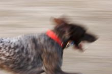 Flyer Terranova running around Floral Park in an attempt to become Austin's fittest dog (for Austin Fit Magazine) on Sunday, January 18, 2009.
Filename: SRM_20090118_16505994.JPG
Aperture: f/8.0
Shutter Speed: 1/30
Body: Canon EOS-1D Mark II
Lens: Canon EF 100-400mm f/4.5-5.6 L IS USM