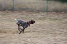 Flyer Terranova running around Floral Park in an attempt to become Austin's fittest dog (for Austin Fit Magazine) on Sunday, January 18, 2009.
Filename: SRM_20090118_16511801.JPG
Aperture: f/5.6
Shutter Speed: 1/100
Body: Canon EOS-1D Mark II
Lens: Canon EF 100-400mm f/4.5-5.6 L IS USM