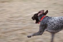 Flyer Terranova running around Floral Park in an attempt to become Austin's fittest dog (for Austin Fit Magazine) on Sunday, January 18, 2009.
Filename: SRM_20090118_16513802.JPG
Aperture: f/5.6
Shutter Speed: 1/100
Body: Canon EOS-1D Mark II
Lens: Canon EF 100-400mm f/4.5-5.6 L IS USM