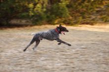 Flyer Terranova running around Floral Park in an attempt to become Austin's fittest dog (for Austin Fit Magazine) on Sunday, January 18, 2009.
Filename: SRM_20090118_16521304.JPG
Aperture: f/5.6
Shutter Speed: 1/100
Body: Canon EOS-1D Mark II
Lens: Canon EF 100-400mm f/4.5-5.6 L IS USM