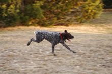 Flyer Terranova running around Floral Park in an attempt to become Austin's fittest dog (for Austin Fit Magazine) on Sunday, January 18, 2009.
Filename: SRM_20090118_16521305.JPG
Aperture: f/5.6
Shutter Speed: 1/125
Body: Canon EOS-1D Mark II
Lens: Canon EF 100-400mm f/4.5-5.6 L IS USM