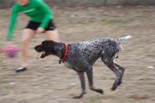 Flyer Terranova running around Floral Park in an attempt to become Austin's fittest dog (for Austin Fit Magazine) on Sunday, January 18, 2009.
Filename: SRM_20090118_16523411.JPG
Aperture: f/5.6
Shutter Speed: 1/100
Body: Canon EOS-1D Mark II
Lens: Canon EF 100-400mm f/4.5-5.6 L IS USM