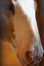 Clydesdale colt at Sea World, San Antonio.

Filename: SRM_20060423_113922_4.jpg
Aperture: f/2.8
Shutter Speed: 1/250
Body: Canon EOS 20D
Lens: Canon EF 80-200mm f/2.8 L