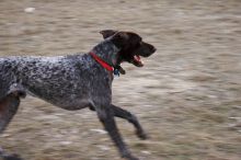 Flyer Terranova running around Floral Park in an attempt to become Austin's fittest dog (for Austin Fit Magazine) on Sunday, January 18, 2009.
Filename: SRM_20090118_16524117.JPG
Aperture: f/5.6
Shutter Speed: 1/125
Body: Canon EOS-1D Mark II
Lens: Canon EF 100-400mm f/4.5-5.6 L IS USM