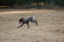 Flyer Terranova running around Floral Park in an attempt to become Austin's fittest dog (for Austin Fit Magazine) on Sunday, January 18, 2009.
Filename: SRM_20090118_16533421.JPG
Aperture: f/5.6
Shutter Speed: 1/160
Body: Canon EOS-1D Mark II
Lens: Canon EF 100-400mm f/4.5-5.6 L IS USM