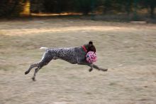 Flyer Terranova running around Floral Park in an attempt to become Austin's fittest dog (for Austin Fit Magazine) on Sunday, January 18, 2009.
Filename: SRM_20090118_16534925.JPG
Aperture: f/5.6
Shutter Speed: 1/125
Body: Canon EOS-1D Mark II
Lens: Canon EF 100-400mm f/4.5-5.6 L IS USM
