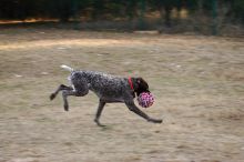 Flyer Terranova running around Floral Park in an attempt to become Austin's fittest dog (for Austin Fit Magazine) on Sunday, January 18, 2009.
Filename: SRM_20090118_16534926.JPG
Aperture: f/5.6
Shutter Speed: 1/125
Body: Canon EOS-1D Mark II
Lens: Canon EF 100-400mm f/4.5-5.6 L IS USM