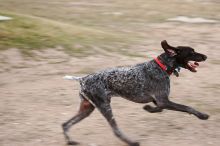 Flyer Terranova running around Floral Park in an attempt to become Austin's fittest dog (for Austin Fit Magazine) on Sunday, January 18, 2009.
Filename: SRM_20090118_17123840.JPG
Aperture: f/5.6
Shutter Speed: 1/200
Body: Canon EOS-1D Mark II
Lens: Canon EF 100-400mm f/4.5-5.6 L IS USM