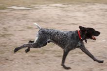 Flyer Terranova running around Floral Park in an attempt to become Austin's fittest dog (for Austin Fit Magazine) on Sunday, January 18, 2009.
Filename: SRM_20090118_17123841.JPG
Aperture: f/5.6
Shutter Speed: 1/250
Body: Canon EOS-1D Mark II
Lens: Canon EF 100-400mm f/4.5-5.6 L IS USM