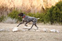 Flyer Terranova running around Floral Park in an attempt to become Austin's fittest dog (for Austin Fit Magazine) on Sunday, January 18, 2009.
Filename: SRM_20090118_17161851.JPG
Aperture: f/5.0
Shutter Speed: 1/160
Body: Canon EOS-1D Mark II
Lens: Canon EF 100-400mm f/4.5-5.6 L IS USM