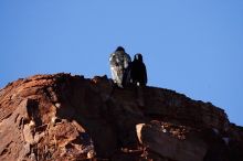 Hike down the South Kaibab trail, backpacking the Grand Canyon with Beth, Thursday, January 1, 2009.

Filename: SRM_20090101_15351786.jpg
Aperture: f/8.0
Shutter Speed: 1/400
Body: Canon EOS-1D Mark II
Lens: Canon EF 100-400mm f/4.5-5.6 L IS USM
