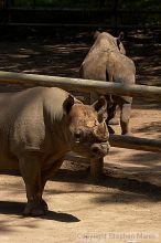 Rhinoceros at the San Francisco Zoo.

Filename: srm_20050529_172458_9_std.jpg
Aperture: f/5.6
Shutter Speed: 1/800
Body: Canon EOS 20D
Lens: Canon EF 80-200mm f/2.8 L