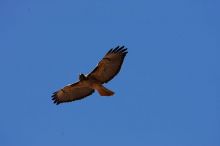 A large bird of prey (maybe an eagle) seen while hiking to the Phantom Ranch overlook, while backpacking the Grand Canyon with Beth, Friday, January 2, 2009.

Filename: SRM_20090102_14201281.JPG
Aperture: f/11.0
Shutter Speed: 1/250
Body: Canon EOS-1D Mark II
Lens: Canon EF 100-400mm f/4.5-5.6 L IS USM w/ 1.4x II TC