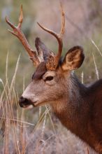 Buck mule deer, seen while backpacking the Grand Canyon with Beth, New Years 2009.

Filename: SRM_20090102_11420700.JPG
Aperture: f/8.0
Shutter Speed: 1/320
Body: Canon EOS-1D Mark II
Lens: Canon EF 100-400mm f/4.5-5.6 L IS USM