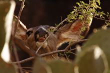 Mule deer, seen while backpacking the Grand Canyon with Beth, New Years 2009.

Filename: SRM_20090102_15384548.JPG
Aperture: f/8.0
Shutter Speed: 1/250
Body: Canon EOS-1D Mark II
Lens: Canon EF 100-400mm f/4.5-5.6 L IS USM w/ 1.4x II TC