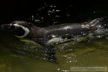 Penguins at the San Francisco Zoo.

Filename: srm_20050529_164206_2_std.jpg
Aperture: f/5.6
Shutter Speed: 1/1000
Body: Canon EOS 20D
Lens: Canon EF 80-200mm f/2.8 L