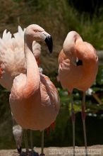 Pink flamingos at the San Francisco Zoo.

Filename: srm_20050529_163200_7_std.jpg
Aperture: f/10.0
Shutter Speed: 1/1000
Body: Canon EOS 20D
Lens: Canon EF 80-200mm f/2.8 L