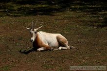 Visit to San Francisco Zoo.

Filename: srm_20050529_172746_1_std.jpg
Aperture: f/5.6
Shutter Speed: 1/4000
Body: Canon EOS 20D
Lens: Canon EF 80-200mm f/2.8 L