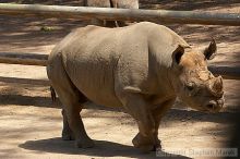 Rhinoceros at the San Francisco Zoo.

Filename: srm_20050529_172508_0_std.jpg
Aperture: f/5.6
Shutter Speed: 1/320
Body: Canon EOS 20D
Lens: Canon EF 80-200mm f/2.8 L