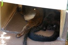 Visit to San Francisco Zoo.
Filename: srm_20050529_160712_7_std.jpg
Aperture: f/3.5
Shutter Speed: 1/60
Body: Canon EOS 20D
Lens: Canon EF 80-200mm f/2.8 L