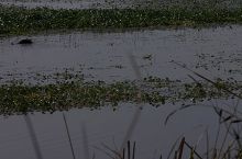 Filename: CRW_8891.jpg
Aperture: f/22.0
Shutter Speed: 1/160
Body: Canon EOS DIGITAL REBEL
Lens: Canon EF 80-200mm f/2.8 L