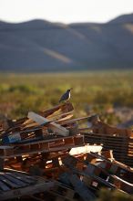 Rock climbing in Hueco Tanks State Park and Historic Site during the Hueco Tanks Awesome Fest 2010 trip, Friday, May 21, 2010.
Filename: SRM_20100521_20321831.JPG
Aperture: f/2.8
Shutter Speed: 1/1600
Body: Canon EOS-1D Mark II
Lens: Canon EF 70-200mm f/2.8 L IS