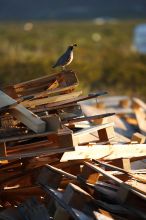 Rock climbing in Hueco Tanks State Park and Historic Site during the Hueco Tanks Awesome Fest 2010 trip, Friday, May 21, 2010.
Filename: SRM_20100521_20322832.JPG
Aperture: f/2.8
Shutter Speed: 1/1600
Body: Canon EOS-1D Mark II
Lens: Canon EF 70-200mm f/2.8 L IS